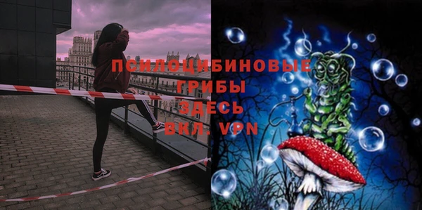 хмурый Белокуриха